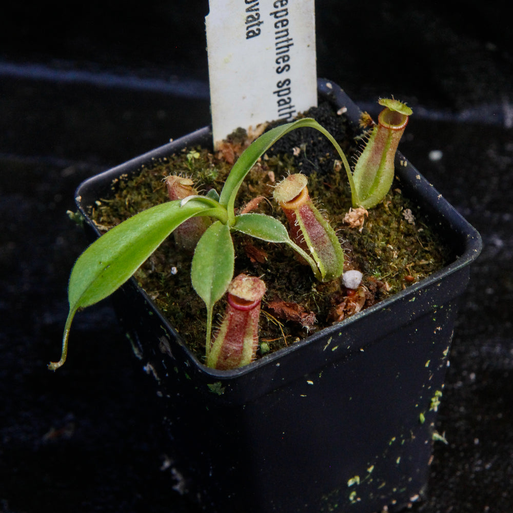 
                      
                        Nepenthes spathulata x ovata, CAR-0171
                      
                    