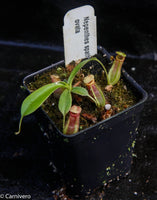 Nepenthes spathulata x ovata, CAR-0171