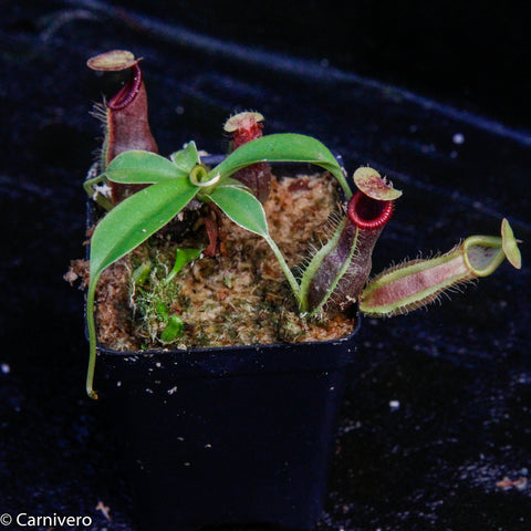 Nepenthes spathulata x ovata in a small pot with two red tubular pitchers and mossy substrate.