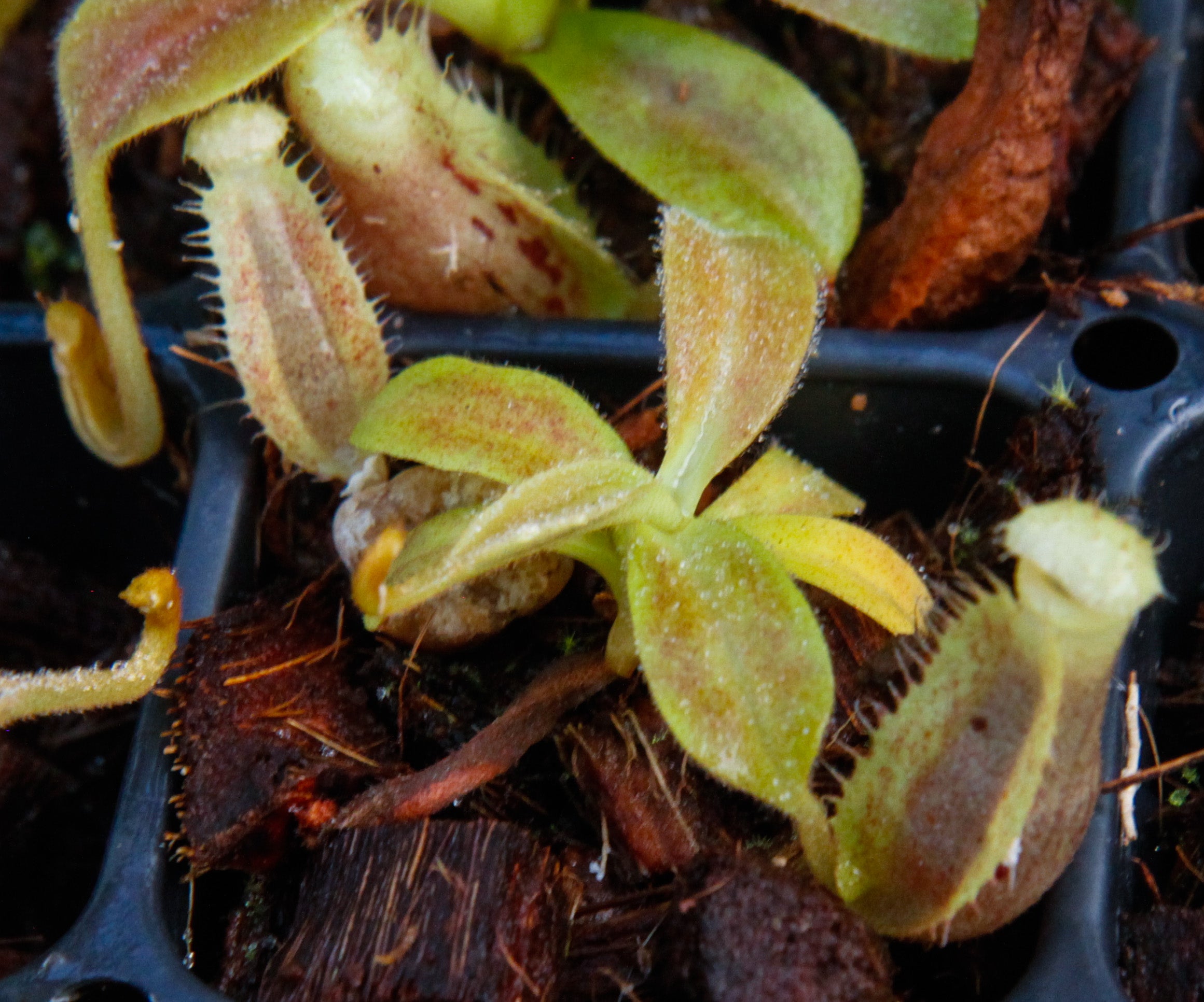 Nepenthes spathulata x platychila, BE-3945 – Carnivero