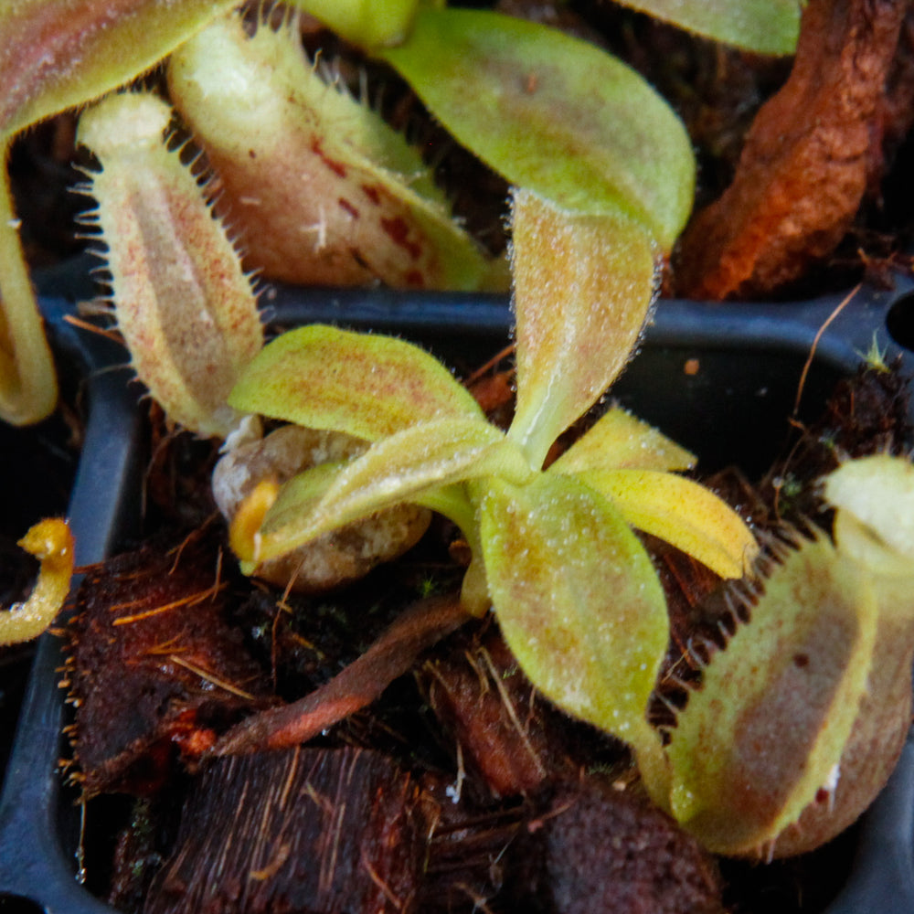 
                      
                        Nepenthes spathulata x platychila, BE-3945
                      
                    
