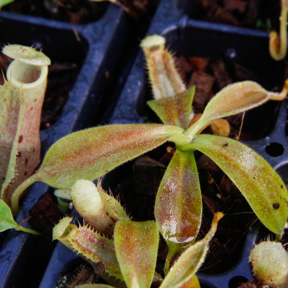 
                      
                        Nepenthes spathulata x platychila, BE-3945
                      
                    