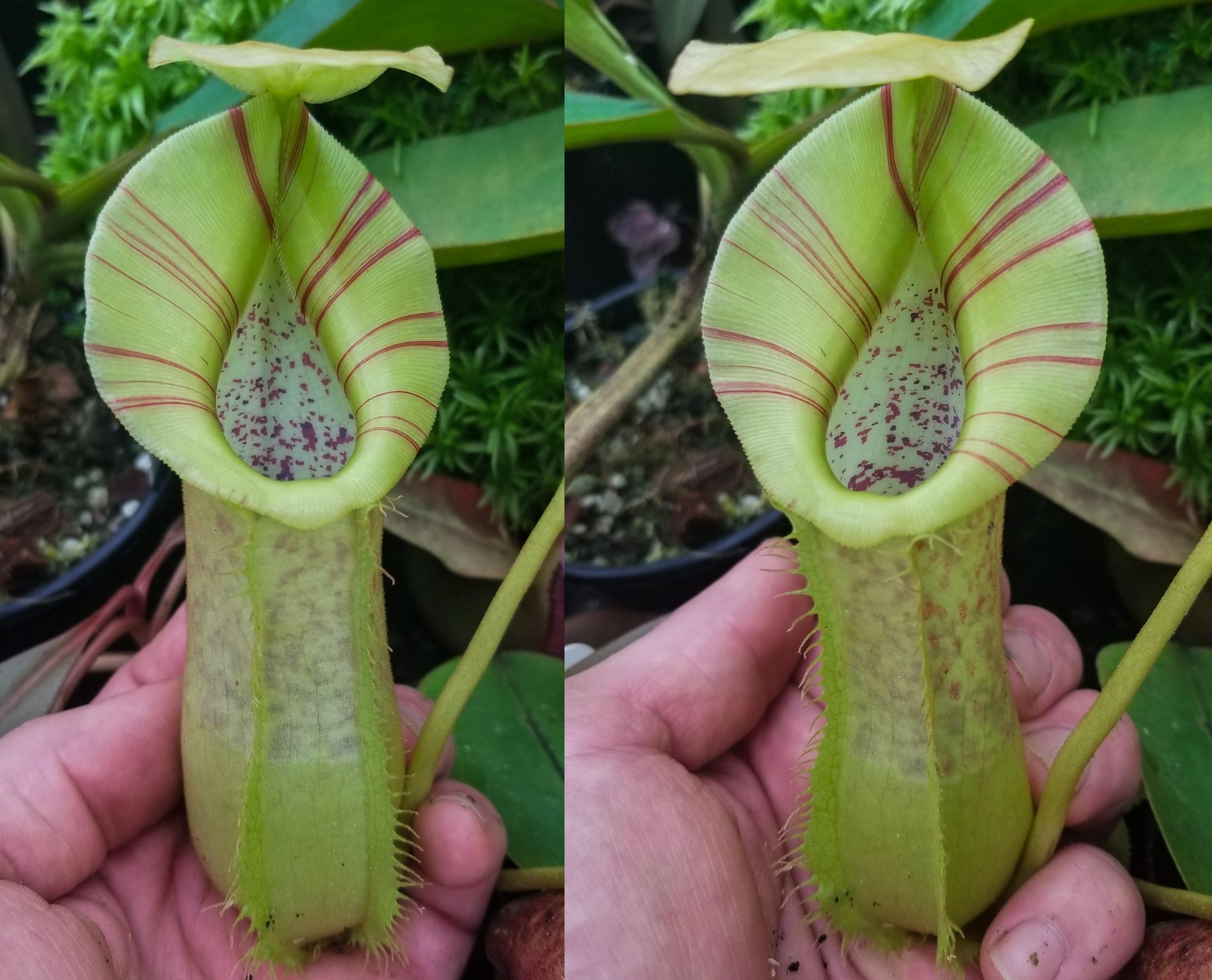 Nepenthes spathulata x platychila, BE-3945 – Carnivero