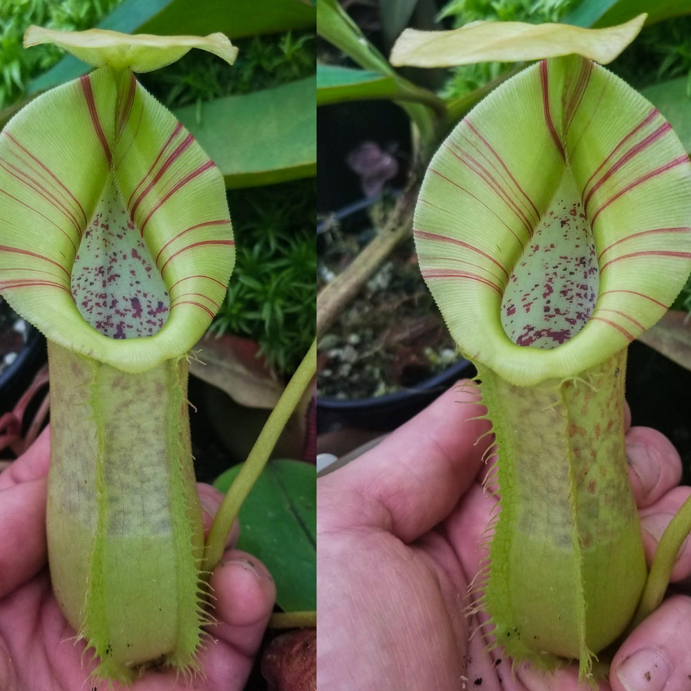 
                      
                        Nepenthes spathulata x platychila, BE-3945
                      
                    