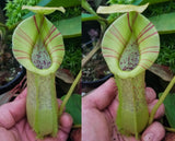 Nepenthes spathulata x platychila, BE-3945