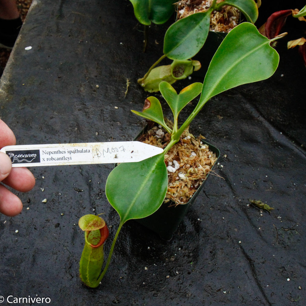 Nepenthes spathulata x robcantleyi - DM007