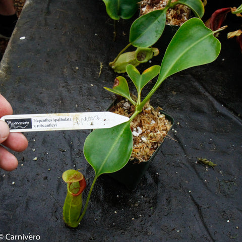 Nepenthes spathulata x robcantleyi plant in a mossy pot with a labeled tag reading DM007.