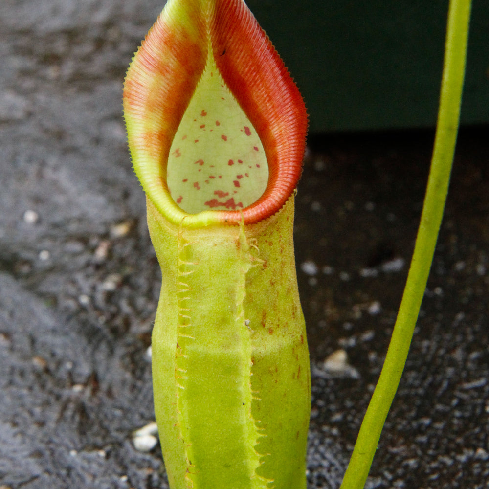 Nepenthes spathulata x robcantleyi - DM007