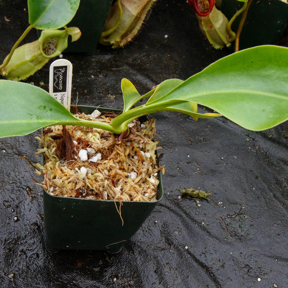 
                      
                        Nepenthes spathulata x robcantleyi - DM007
                      
                    