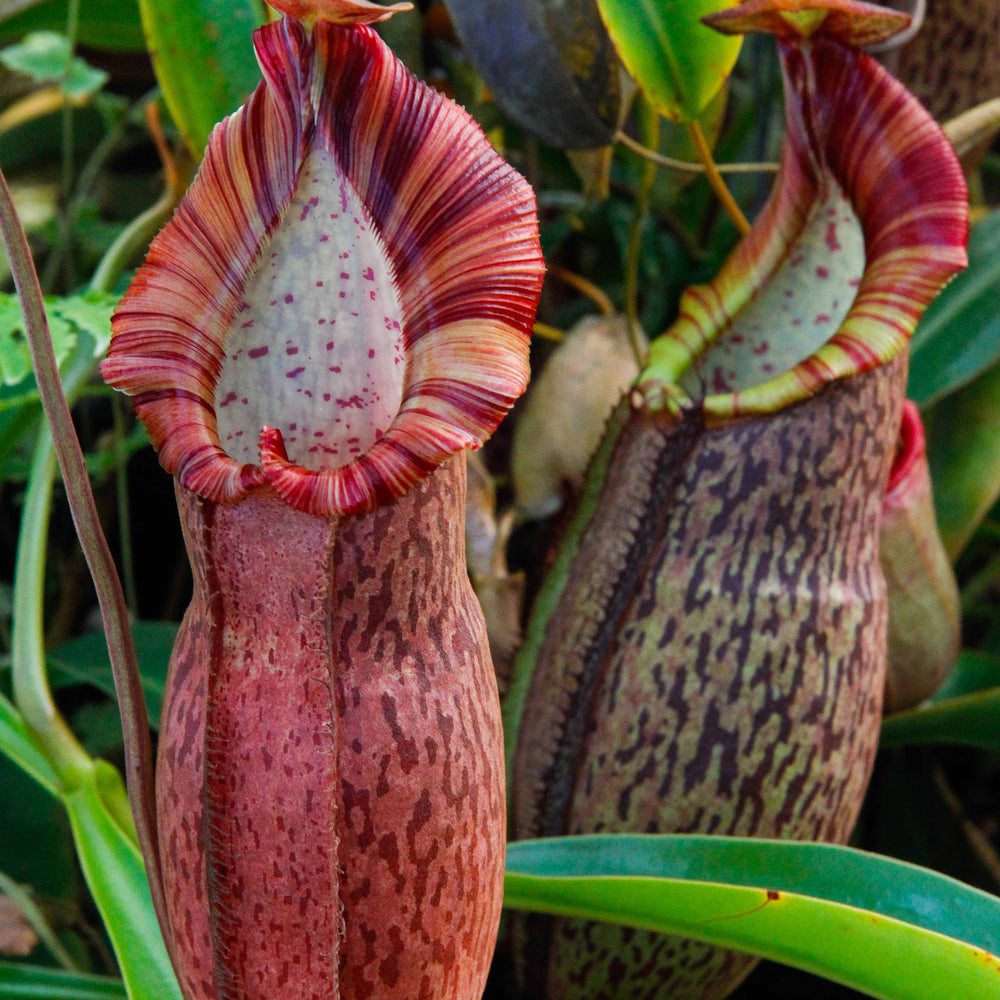 Nepenthes spathulata x spectabilis, BE-3314