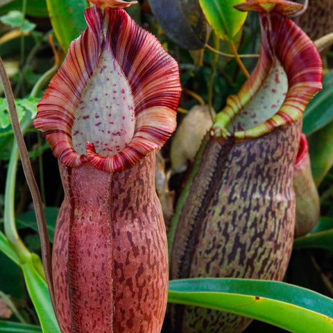 Nepenthes spathulata x spectabilis BE-3314 pitcher with pink marbled body and red striped peristome