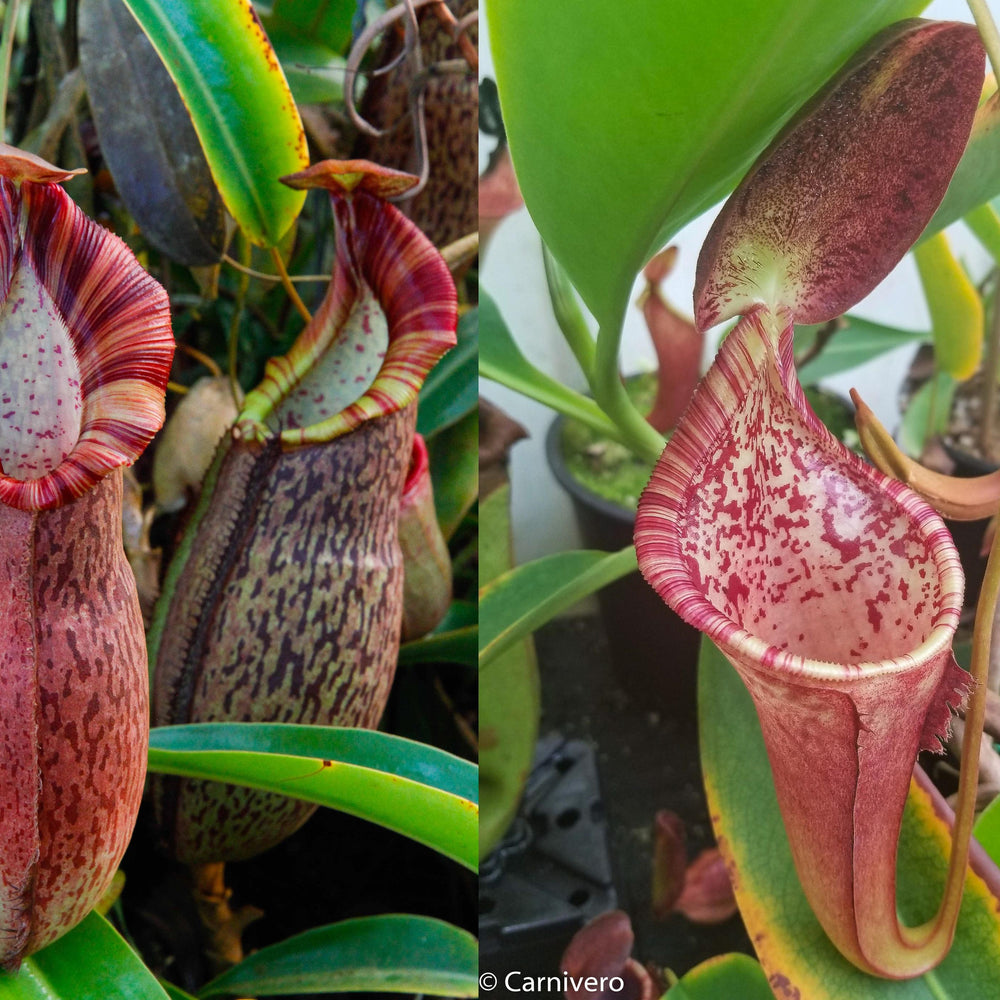 
                      
                        Nepenthes (spathulata x spectabilis) x (lowii x campanulata), CAR-0125, pitcher plant, carnivorous plant, collectors plant, large pitchers, rare plants
                      
                    