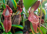 Nepenthes (spathulata x spectabilis) x (lowii x campanulata), CAR-0125, pitcher plant, carnivorous plant, collectors plant, large pitchers, rare plants