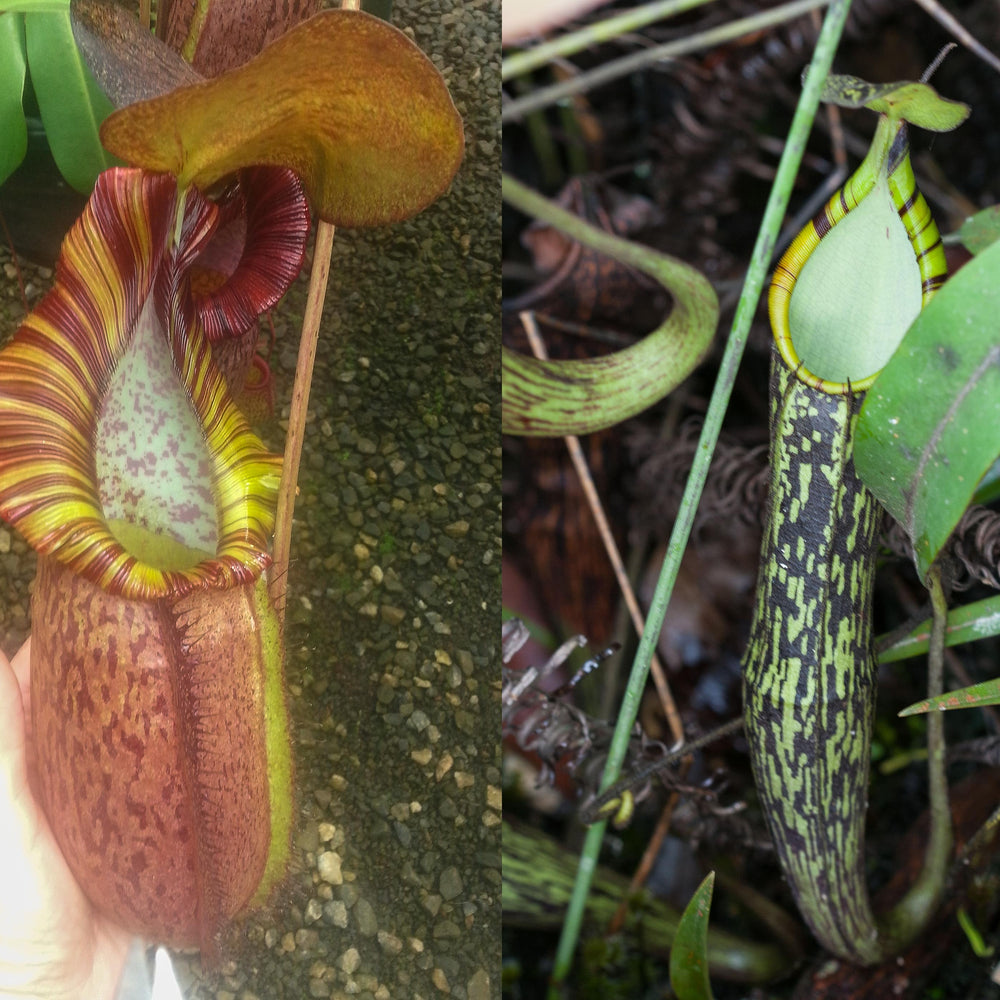 
                      
                        Nepenthes (spathulata x spectabilis) "BE Best" x spectabilis Dairi Regency, CAR-0093
                      
                    