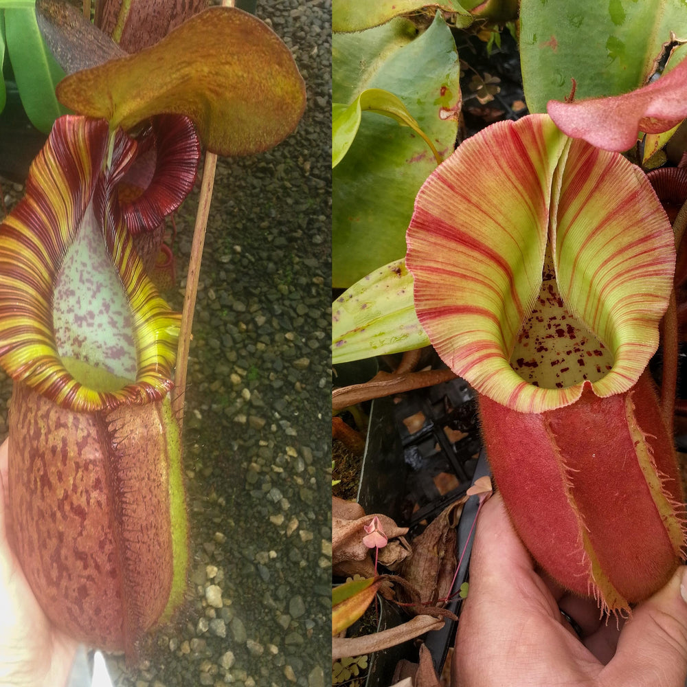 
                      
                        Nepenthes (spathulata x spectabilis) "BE Best" x veitchii "Pink Candy Cane", CAR-0052
                      
                    