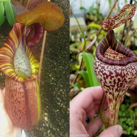 Two Nepenthes pitchers from BE Best x vogelii hybrid left a striped burgundy pitcher and right a tall cream and burgundy speckled pitcher