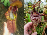 Nepenthes (spathulata x spectabilis) "BE Best" x vogelii, CAR-0051