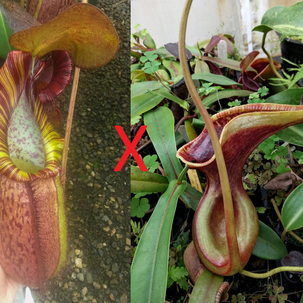 
                      
                        Nepenthes (spathulata x spectabilis) "BE Best" x lowii, CAR-0065, pitcher plant, carnivorous plant, collectors plant, large pitchers, rare plants 
                      
                    