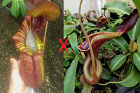 Nepenthes (spathulata x spectabilis) "BE Best" x lowii, CAR-0065, pitcher plant, carnivorous plant, collectors plant, large pitchers, rare plants 