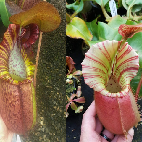 Two Nepenthes pitcher plants from a weekend deal with striking striped pitchers.