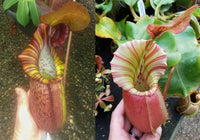 Nepenthes (spathulata x spectabilis) "BE Best" x veitchii "Cobra", CAR-0303