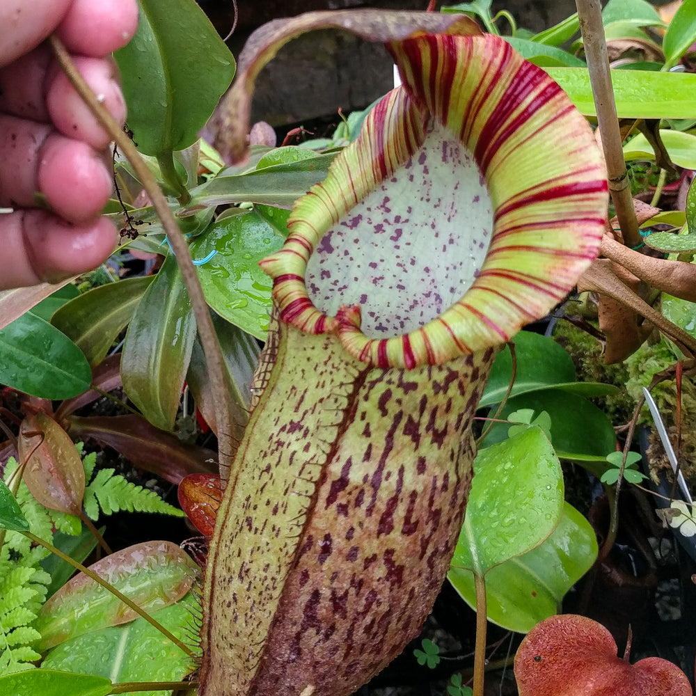 
                      
                        Nepenthes spathulata x spectabilis, BE-3314
                      
                    