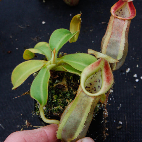 Nepenthes spathulata x veitchii BE-3648 with two green pitchers edged in red growing from a mossy pot.