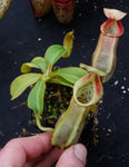 Nepenthes spathulata x veitchii, BE-3648