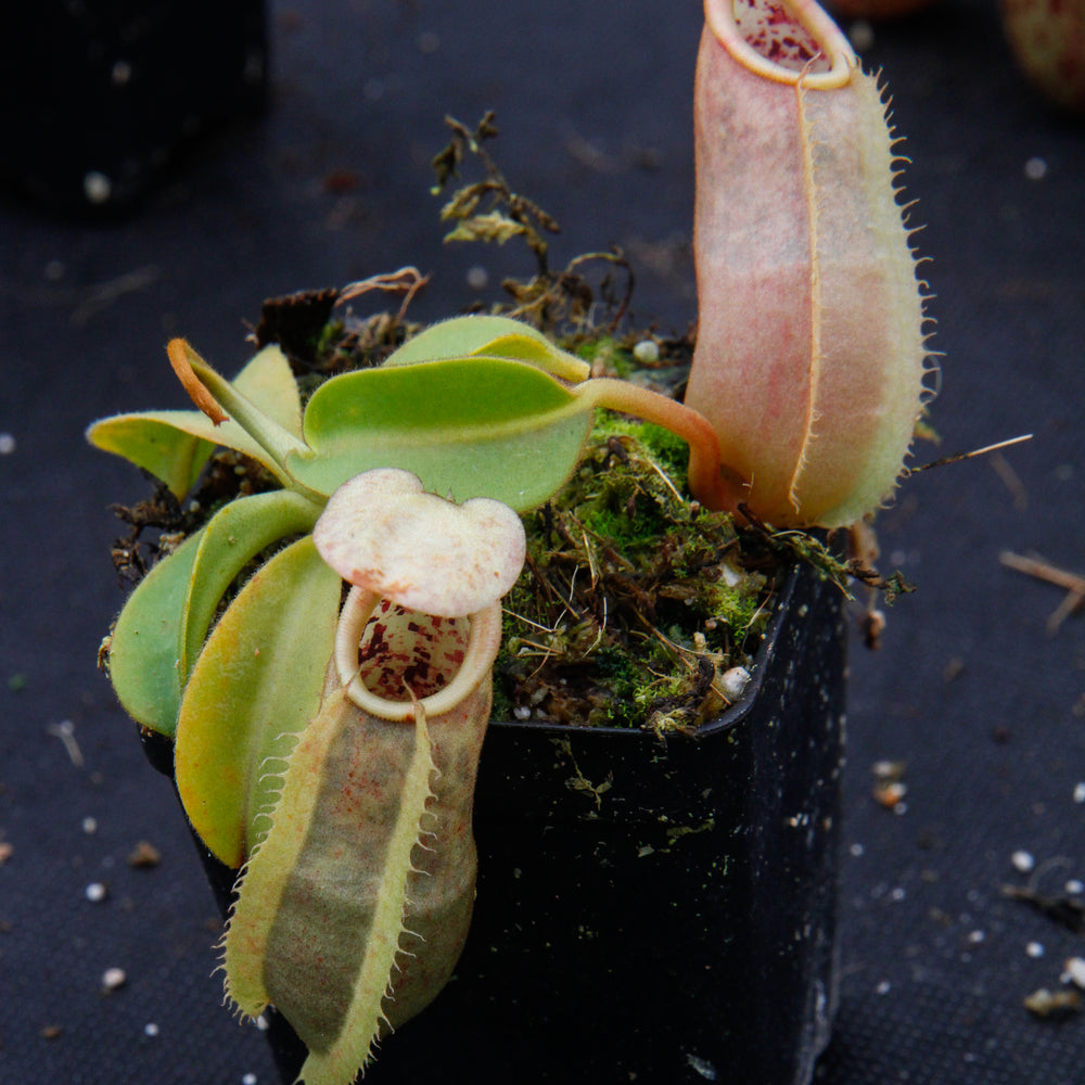 Nepenthes spathulata x veitchii, BE-3648
