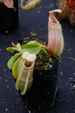 Nepenthes spathulata x veitchii, BE-3648