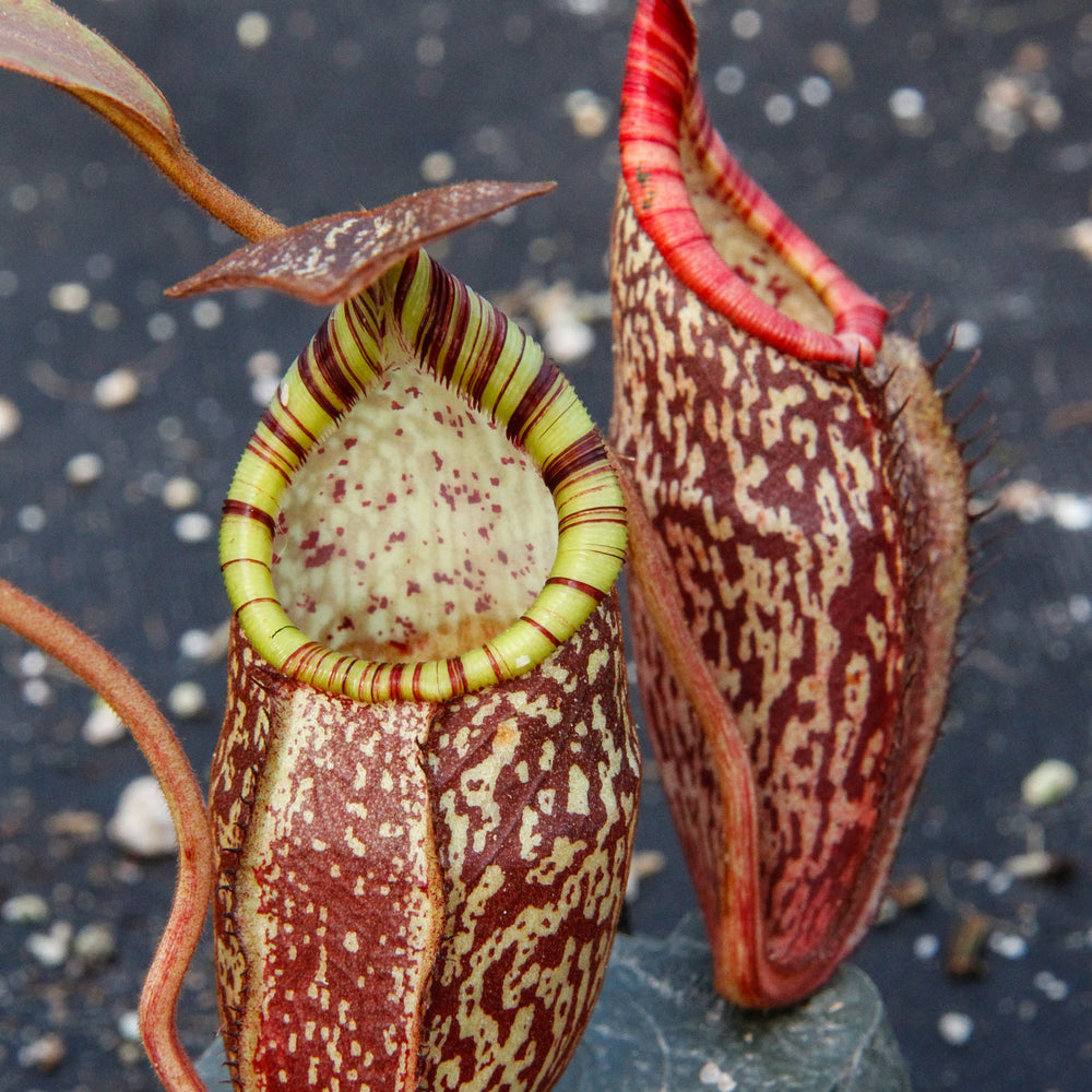 
                      
                        Nepenthes spectabilis, BE-3322
                      
                    