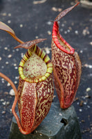 Nepenthes spectabilis, BE-3322