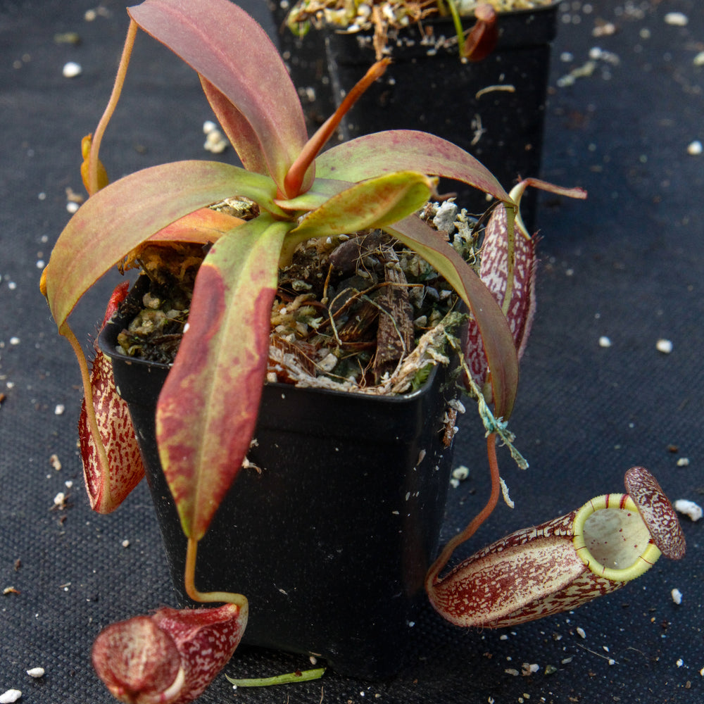 
                      
                        Nepenthes spectabilis, BE-3322
                      
                    