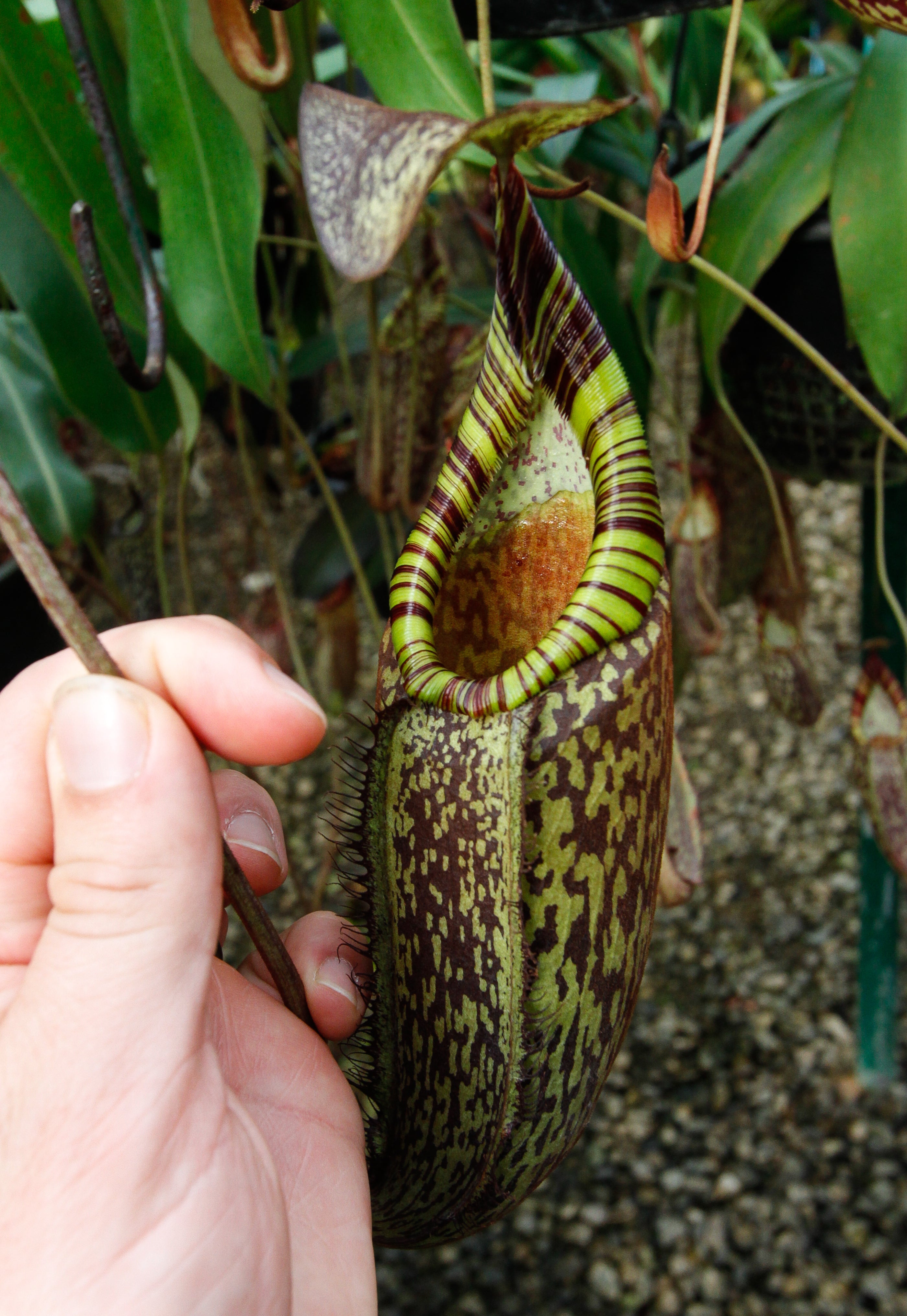 Nepenthes spectabilis, BE-3322 – Carnivero