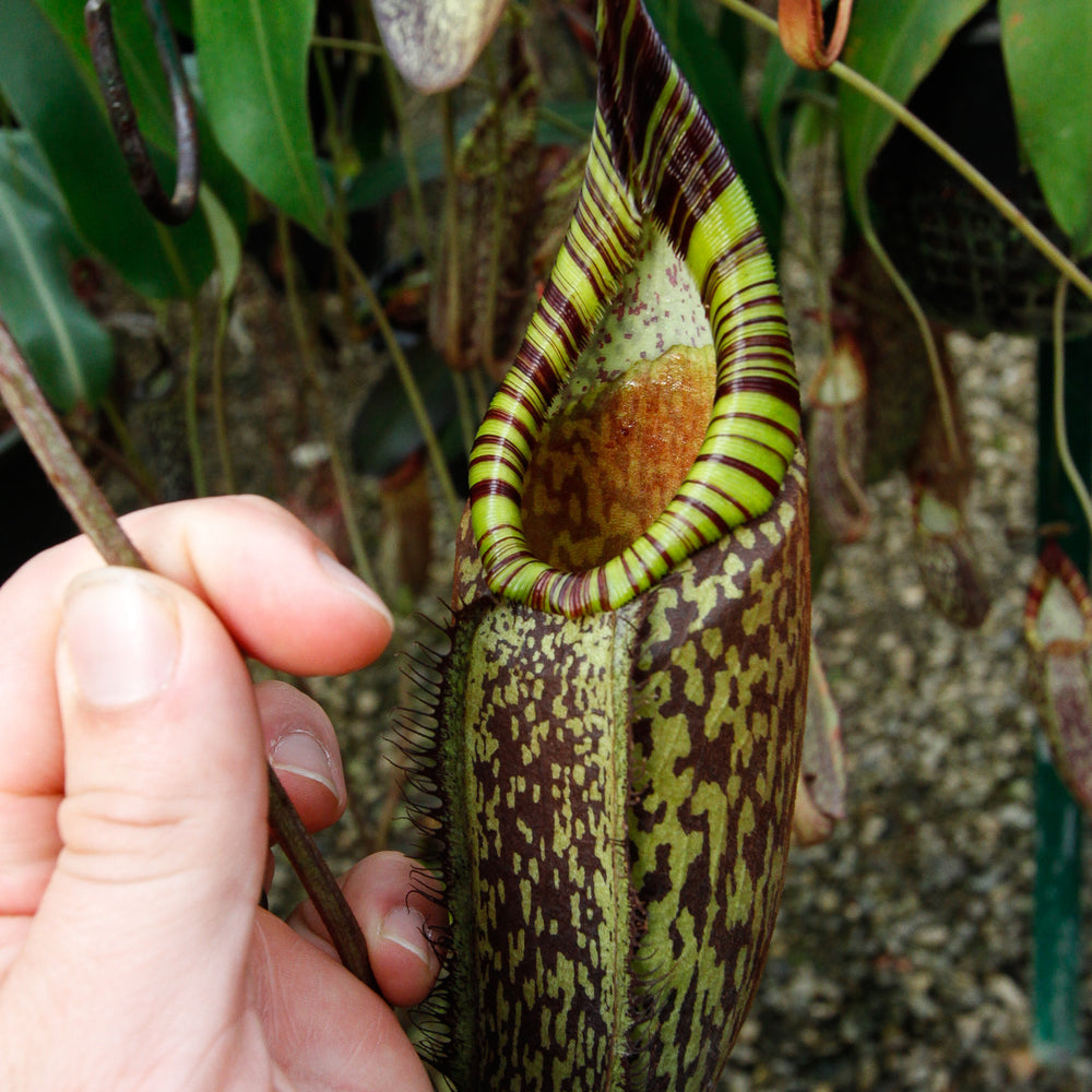 
                      
                        Nepenthes spectabilis, BE-3322
                      
                    