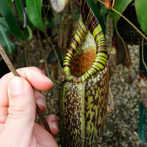 Close-up of a Nepenthes spectabilis pitcher plant held by a hand showing a green striped peristome and speckled body.