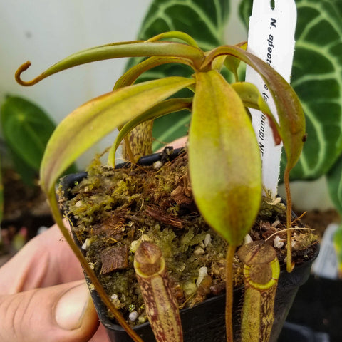 Nepenthes spectabilis Sinabung with tall brown patterned pitchers and pale green leaves