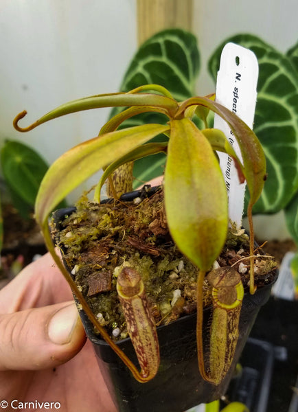 Nepenthes spectabilis Sinabung