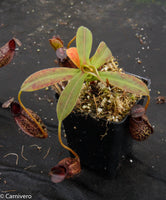 Nepenthes spectabilis x aristolochioides, BE-3663