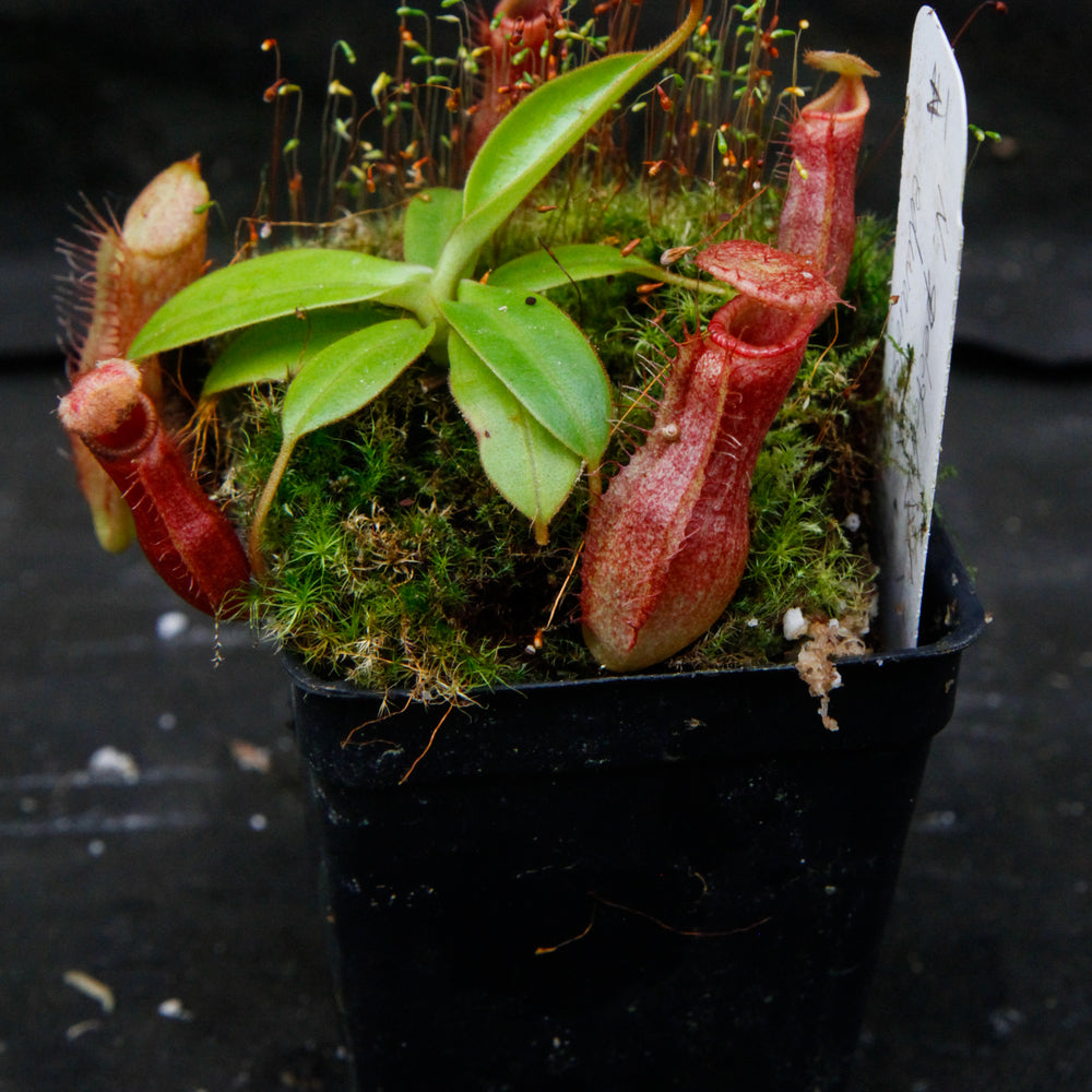
                      
                        Nepenthes spectabilis x edwardsiana
                      
                    