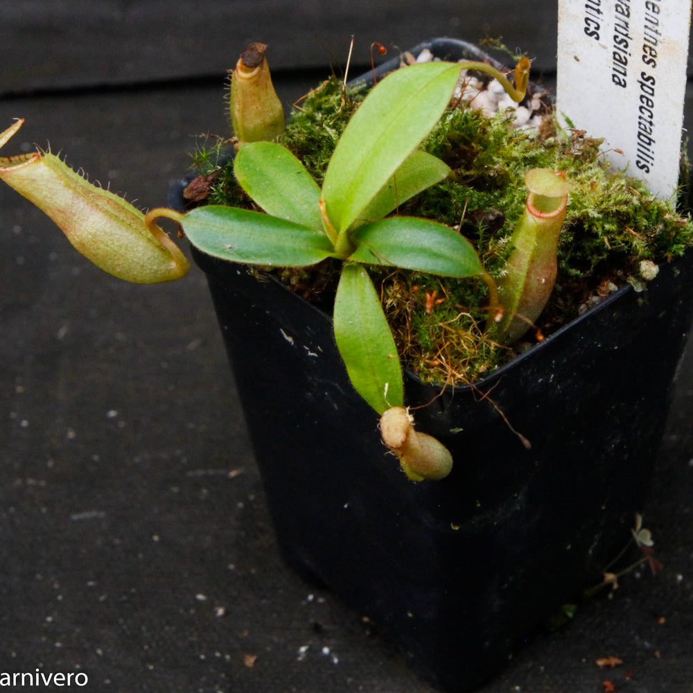 
                      
                        Nepenthes spectabilis x edwardsiana
                      
                    