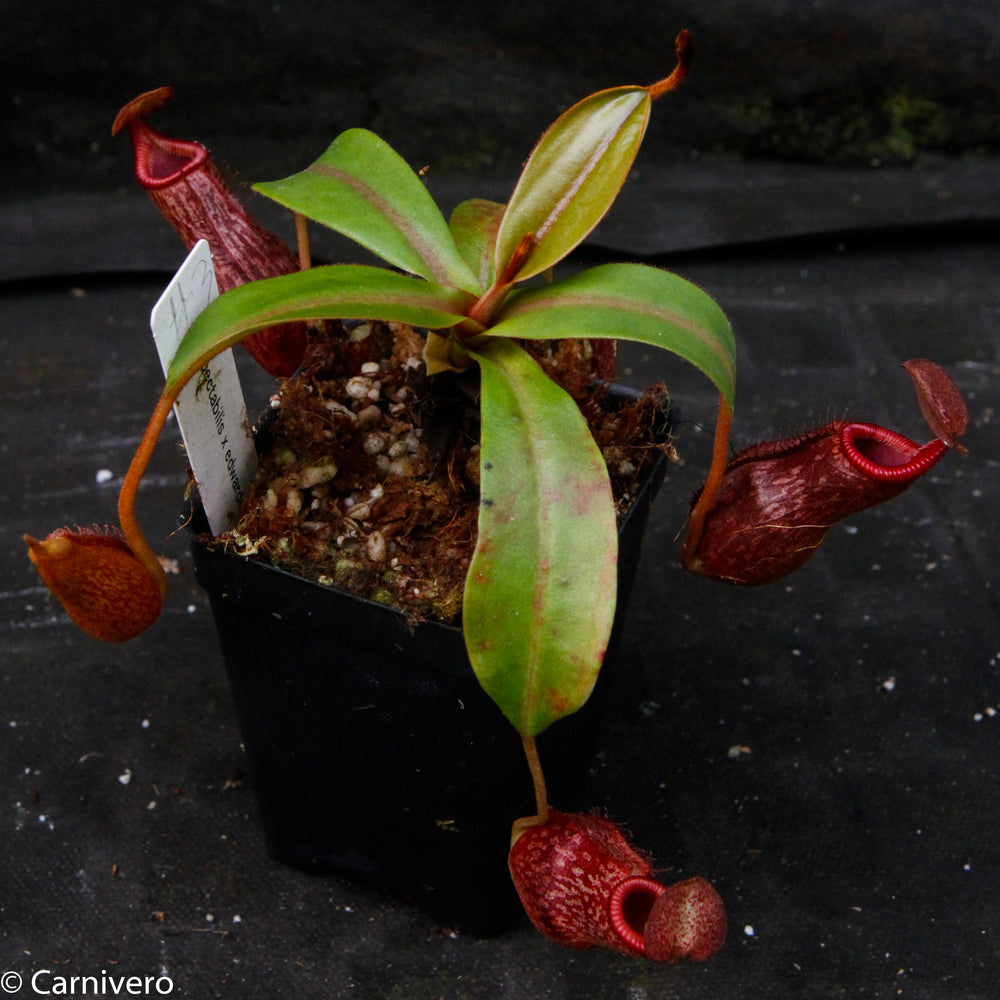 
                      
                        Nepenthes spectabilis x edwardsiana
                      
                    