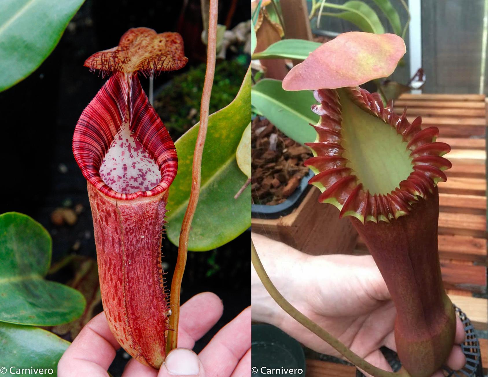 Nepenthes (spectabilis x lowii) x edwardsiana, CAR-0100 – Carnivero