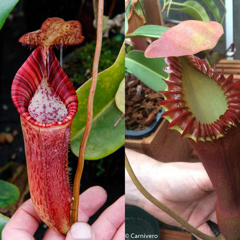 Collage of Nepenthes spectabilis x lowii x edwardsiana CAR-0100 with a tall red pitcher and a fringed greenish peristome.