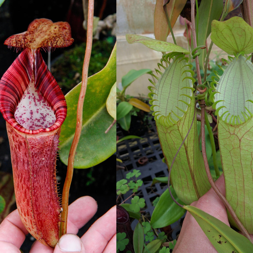 
                      
                        Nepenthes (spectabilis x lowii) x hamata, CAR-0076
                      
                    