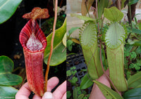 Nepenthes (spectabilis x lowii) x hamata, CAR-0076