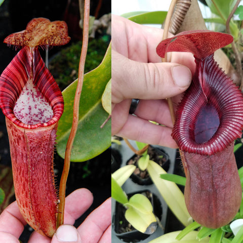 Two close up views of a large red Nepenthes pitcher from a spectabilis x lowii hybrid, showing a striped mouth and flared hood.
