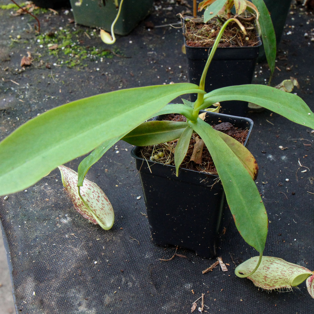 
                      
                        Nepenthes spectabilis x mira BE-3795
                      
                    