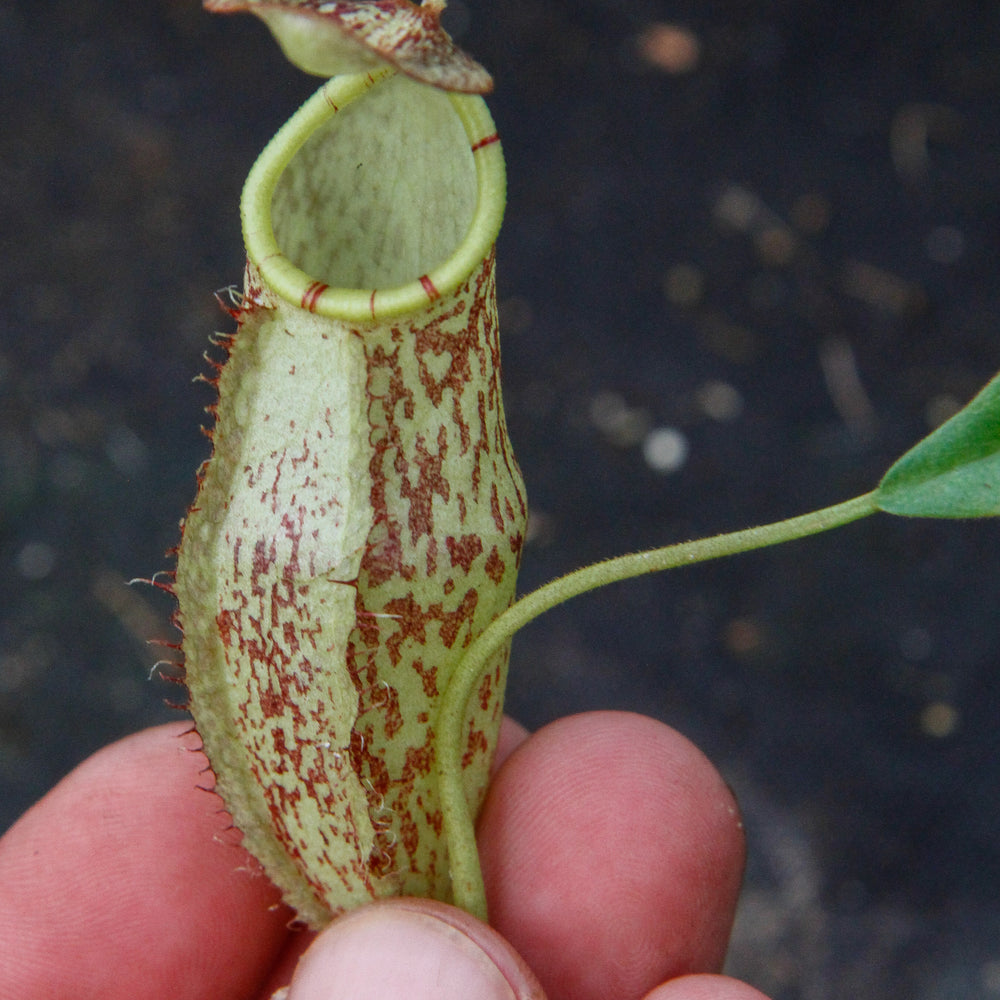 
                      
                        Nepenthes spectabilis x mira BE-3795
                      
                    