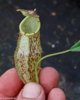 Nepenthes spectabilis x mira BE-3795